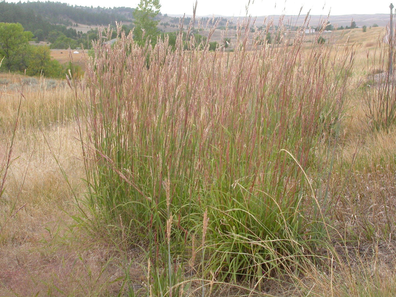 Prairie grass — Big Bluestem